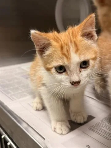 A baby small-sized male Domestic Short Hair cat named Toby for adoption in San Martin, CA