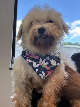 An adult small-sized female Mixed Breed dog named Mollie for adoption in West Chester, PA