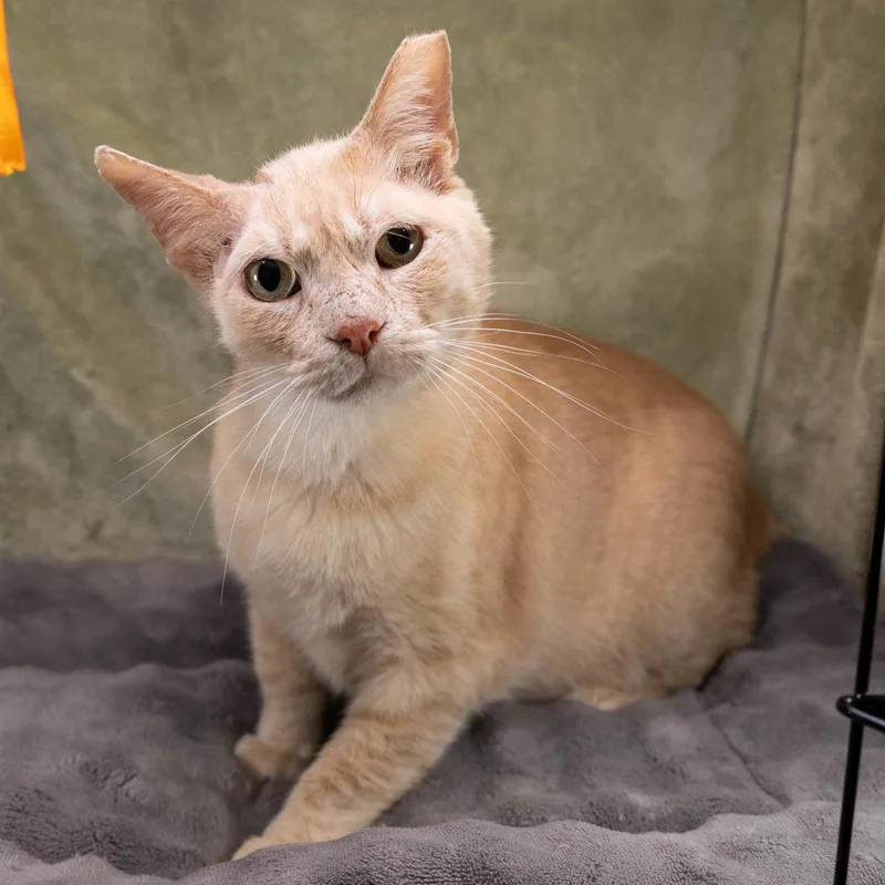 A young medium-sized male Tabby cat named Stitch for adoption in Garland, TX