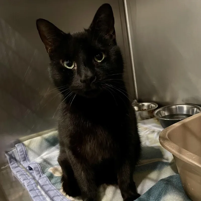 An adult large-sized female Black Domestic Short Hair cat named Vega for adoption in Fairmont, WV