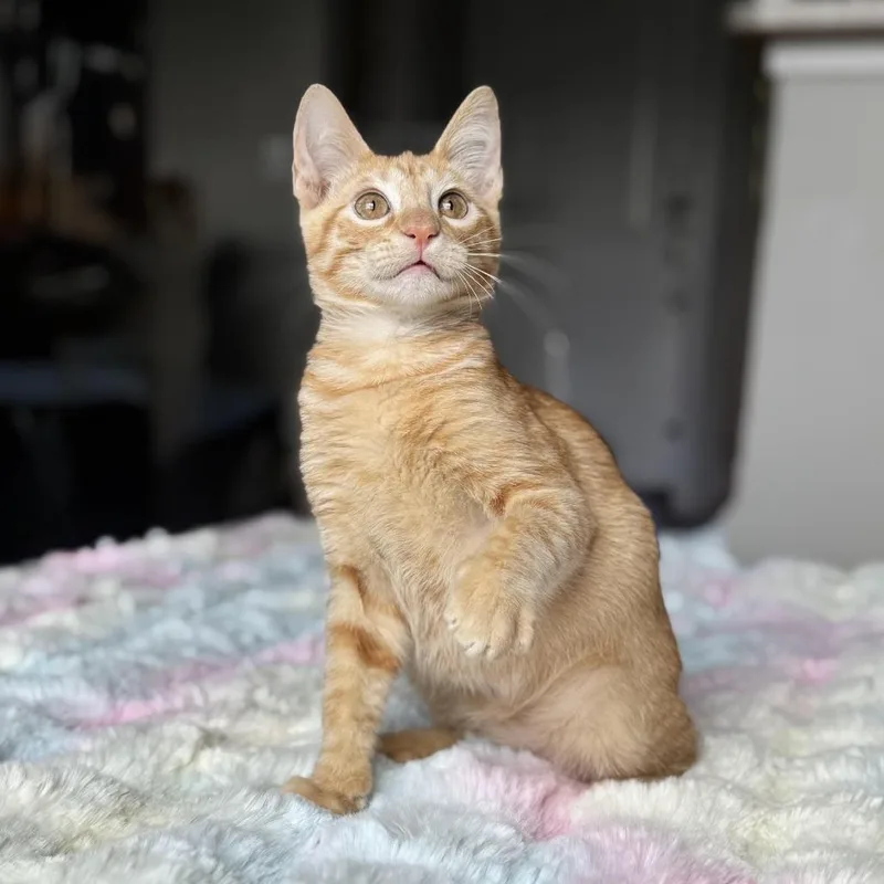 A baby small-sized male Orange / Red Domestic Short Hair cat named PopRocket for adoption in Houston, TX