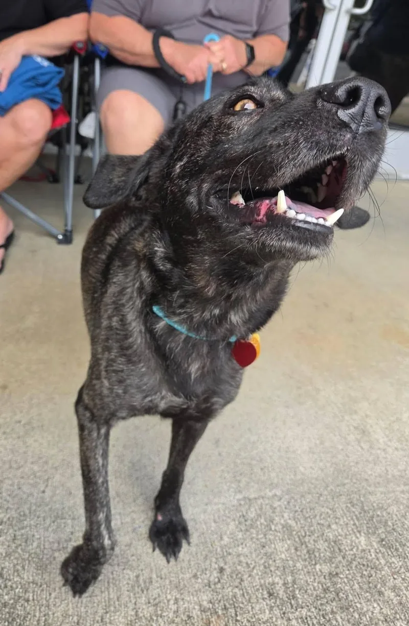 A young medium-sized female Brindle Plott Hound dog named Gracie for adoption in Buford, GA