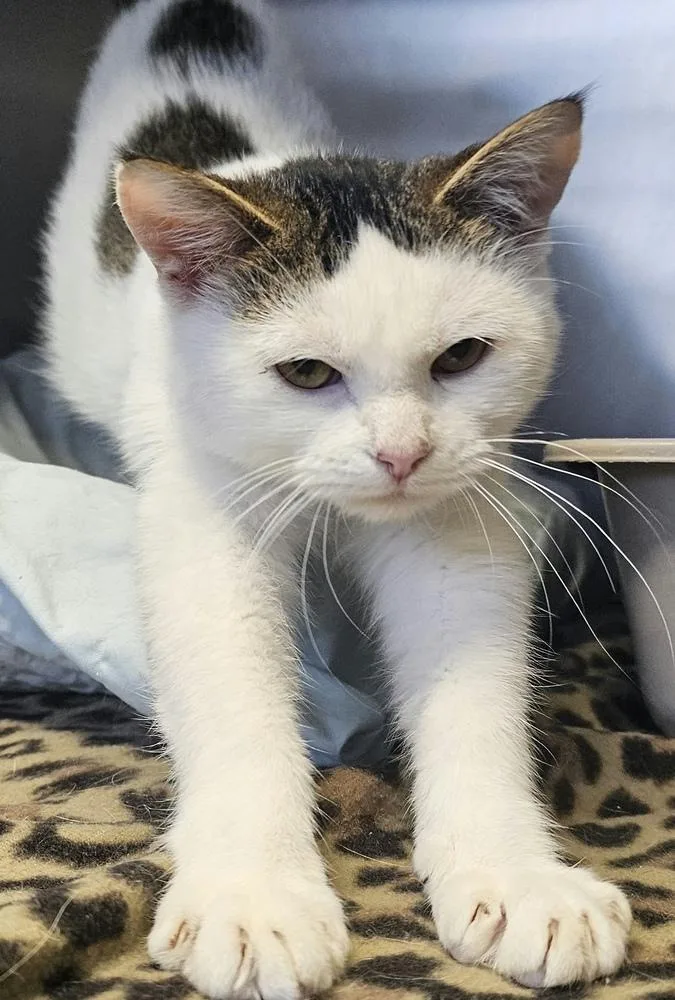 A baby small-sized female Gray & White Domestic Short Hair cat named Beetle for adoption in Fremont, NE