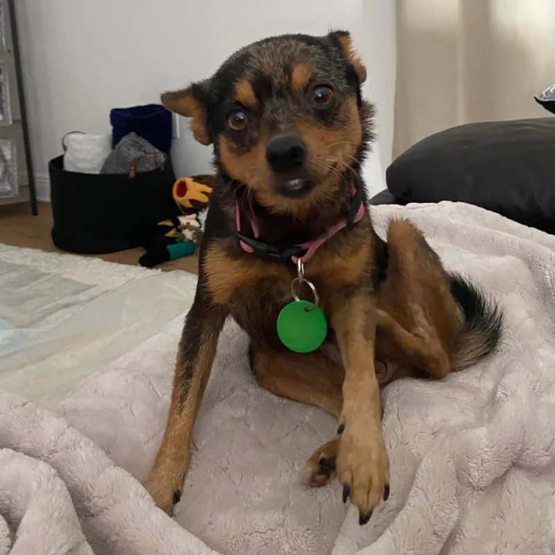 An adult small-sized female Black Chihuahua dog named Sophie for adoption in New Orleans, LA
