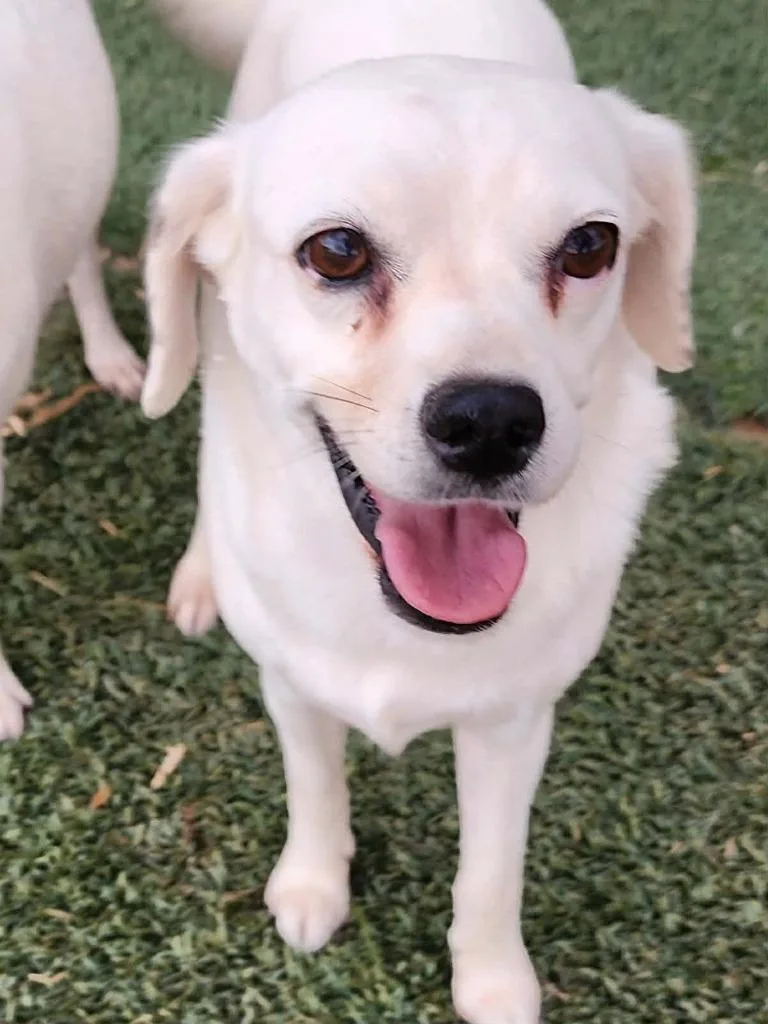 An adult medium-sized female Mixed Breed dog named Aria for adoption in Mesa, AZ