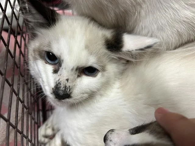 A baby small-sized male Ragdoll cat named Sketch for adoption in Modesto, CA