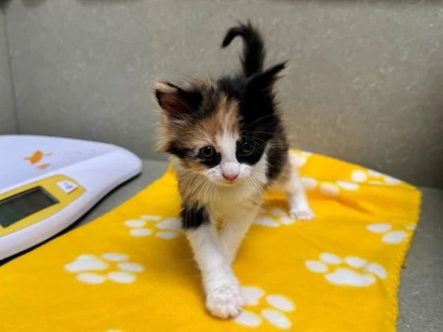 A baby small-sized female Domestic Medium Hair cat named Pepper for adoption in Moreno Valley, CA