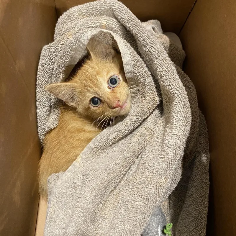A baby small-sized male Orange / Red Domestic Short Hair cat named Junebug for adoption in Lynchburg, VA