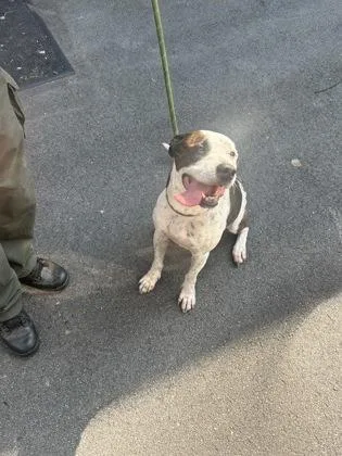 An adult medium-sized female Staffordshire Bull Terrier dog named Delilah for adoption in Atlanta, GA