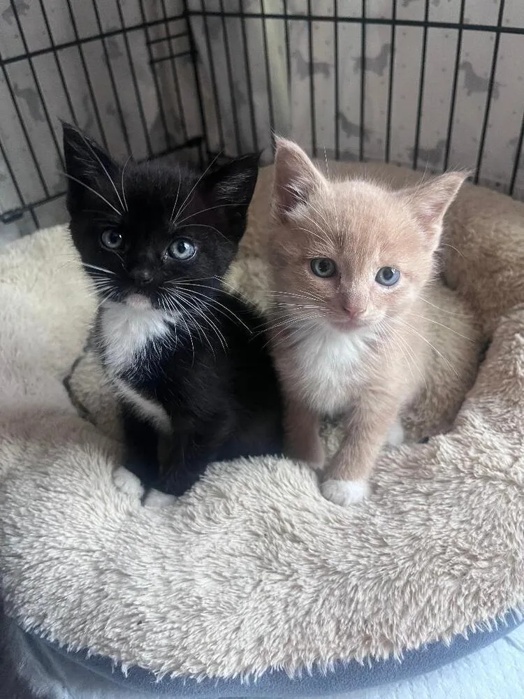 A baby medium-sized male Black & White / Tuxedo Domestic Short Hair cat named Robbie for adoption in Oceanside, CA