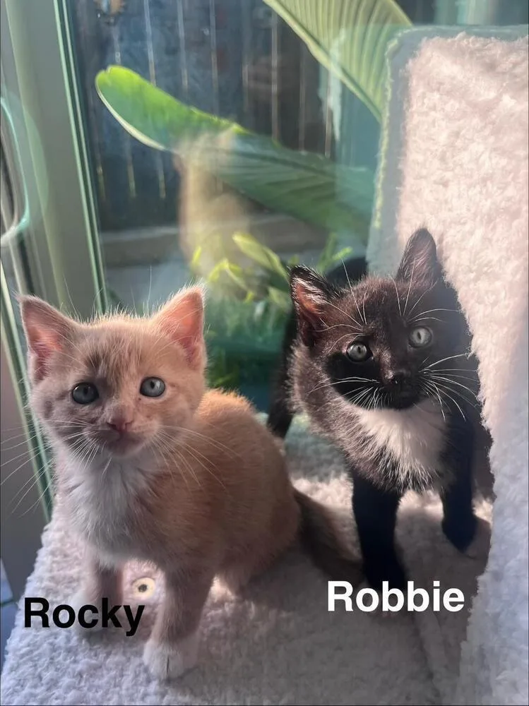 Robbie thumbnail 3