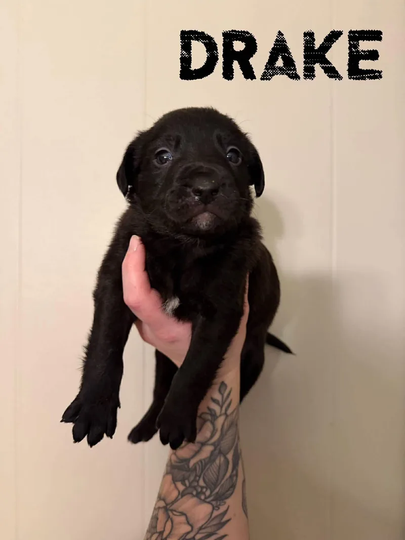 Drake