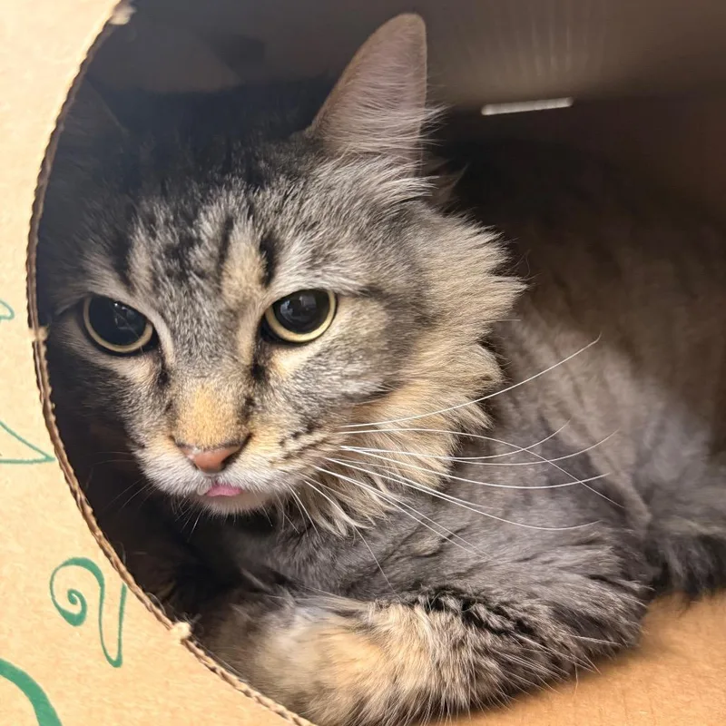 Butterbean thumbnail 2