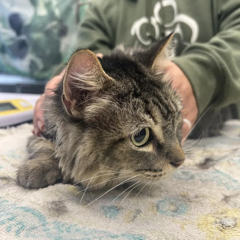 Butterbean thumbnail 3