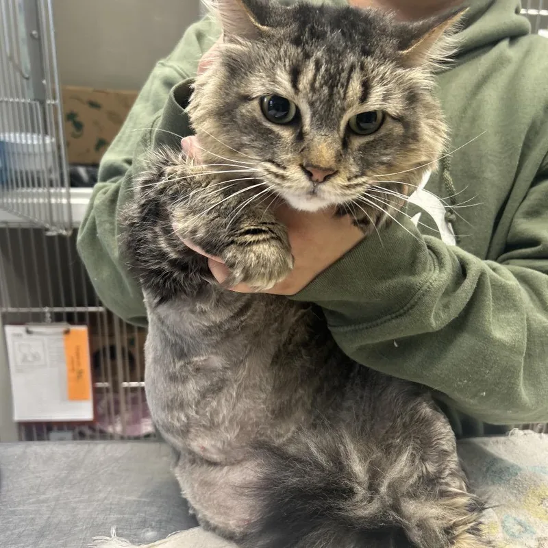 Butterbean thumbnail 4