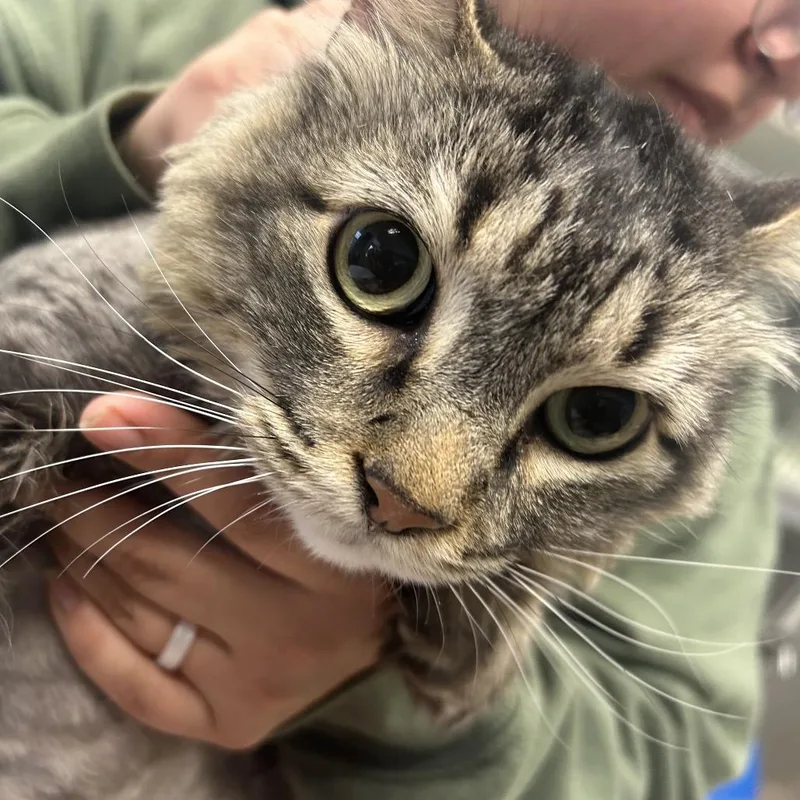 Butterbean thumbnail 5