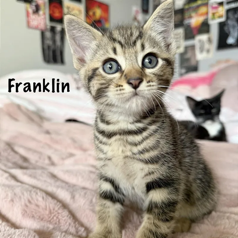 A baby small-sized male Brown / Chocolate Domestic Short Hair cat named Franklin for adoption in Pleasant Hill, CA
