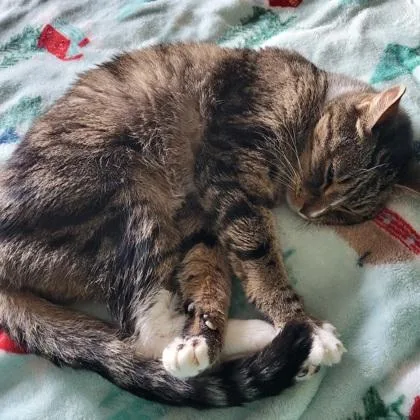 A senior small-sized male Domestic Short Hair cat named Buddy for adoption in Wheaton, IL