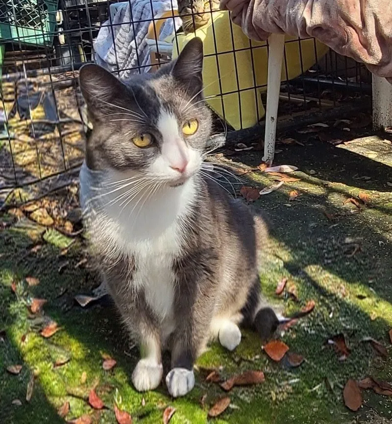 An adult medium-sized female Gray & White Domestic Short Hair cat named Amy for adoption in Woodland, CA