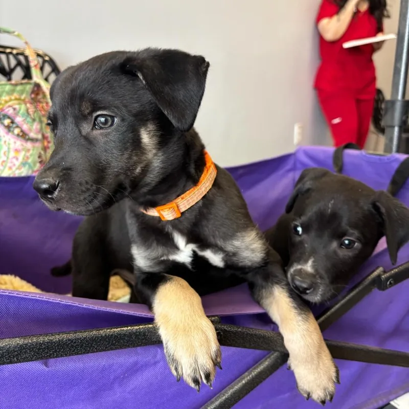 A baby small-sized male Black American Staffordshire Terrier dog named Floki for adoption in Cedar Creek, TX