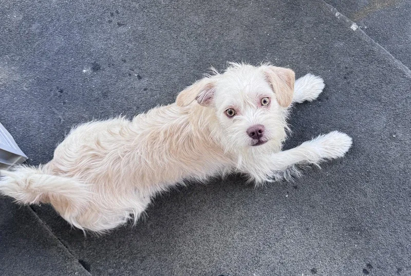 A young small-sized male Terrier dog named Theo for adoption in Lockport, NY