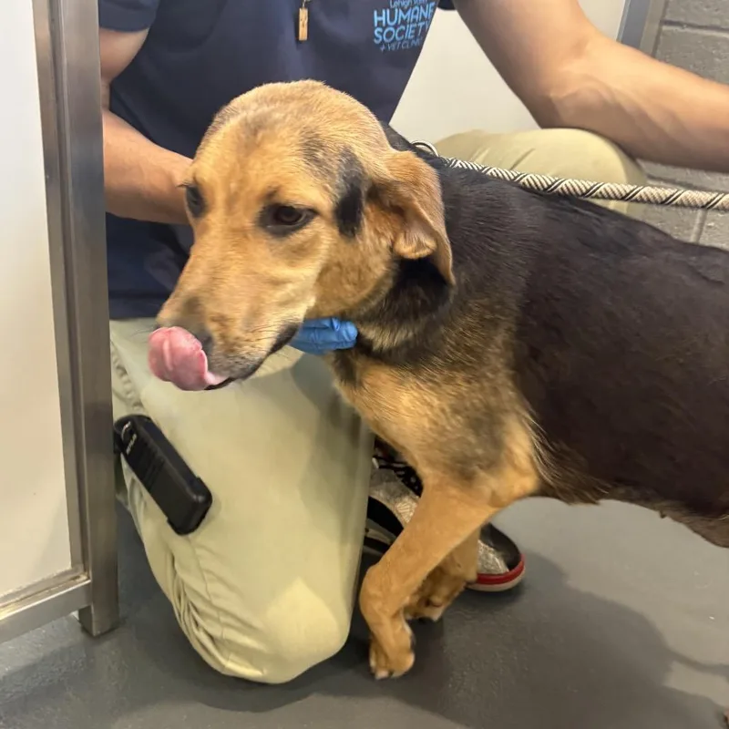 An adult medium-sized female Yellow / Tan / Blond / Fawn Hound dog named Ellie for adoption in Allentown, PA