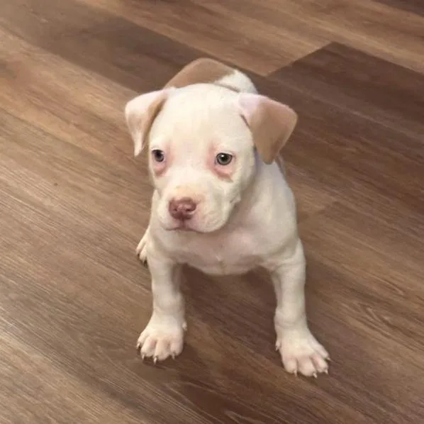 Mr. Pibb thumbnail 2