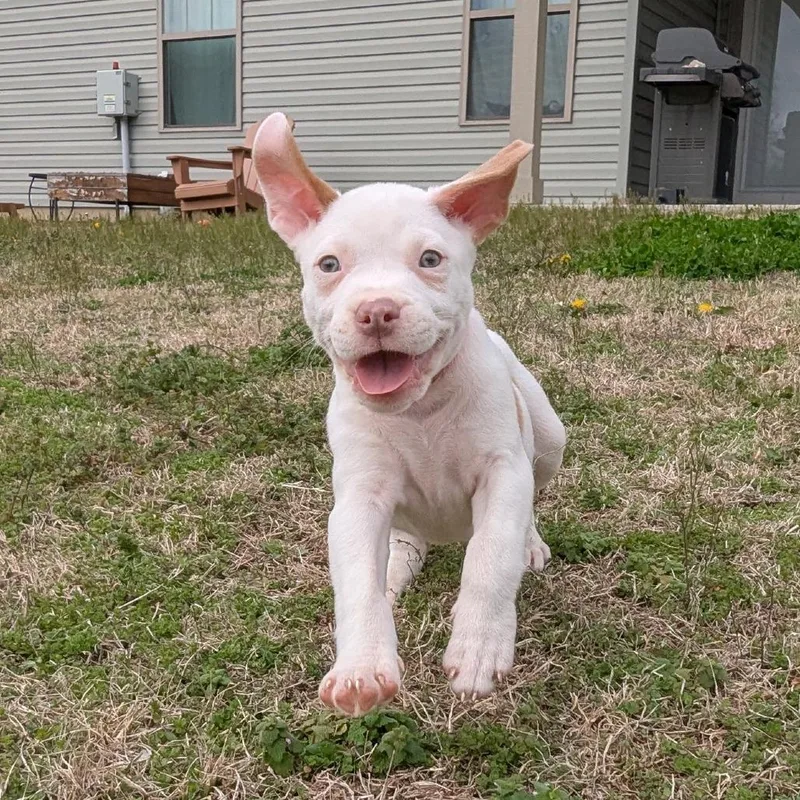 Mr. Pibb thumbnail 3