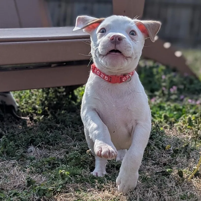 Mr. Pibb thumbnail 4