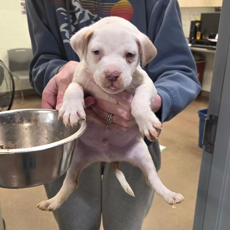 Mr. Pibb thumbnail 5