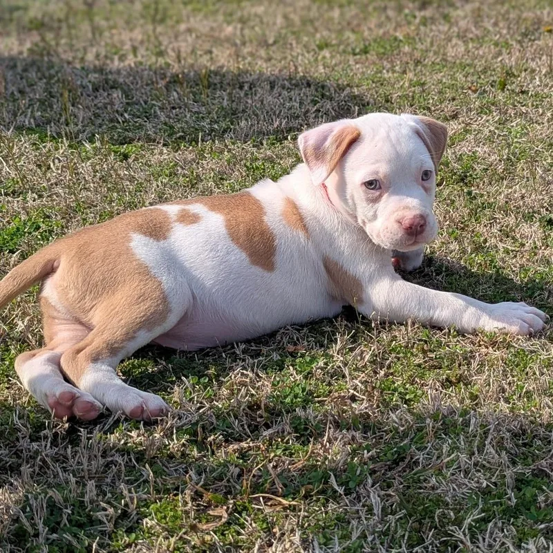 Mr. Pibb thumbnail 6