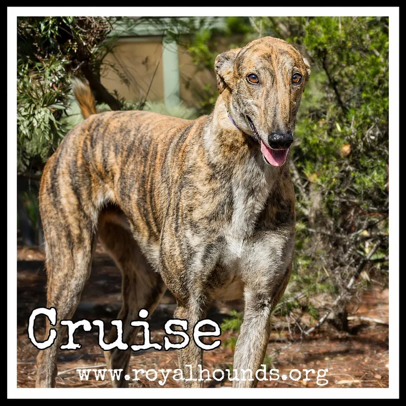 Cruise