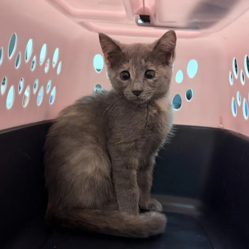 A baby small-sized female Domestic Short Hair cat named Tree Fruit for adoption in Edinburg, TX