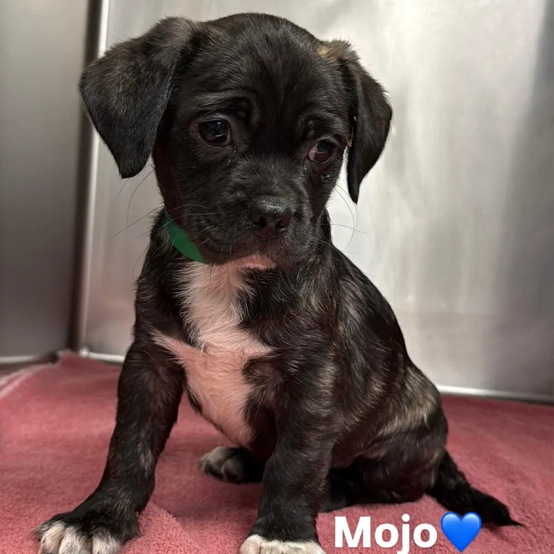 A baby small-sized male Pug dog named Mojo A for adoption in Mission Hills, CA