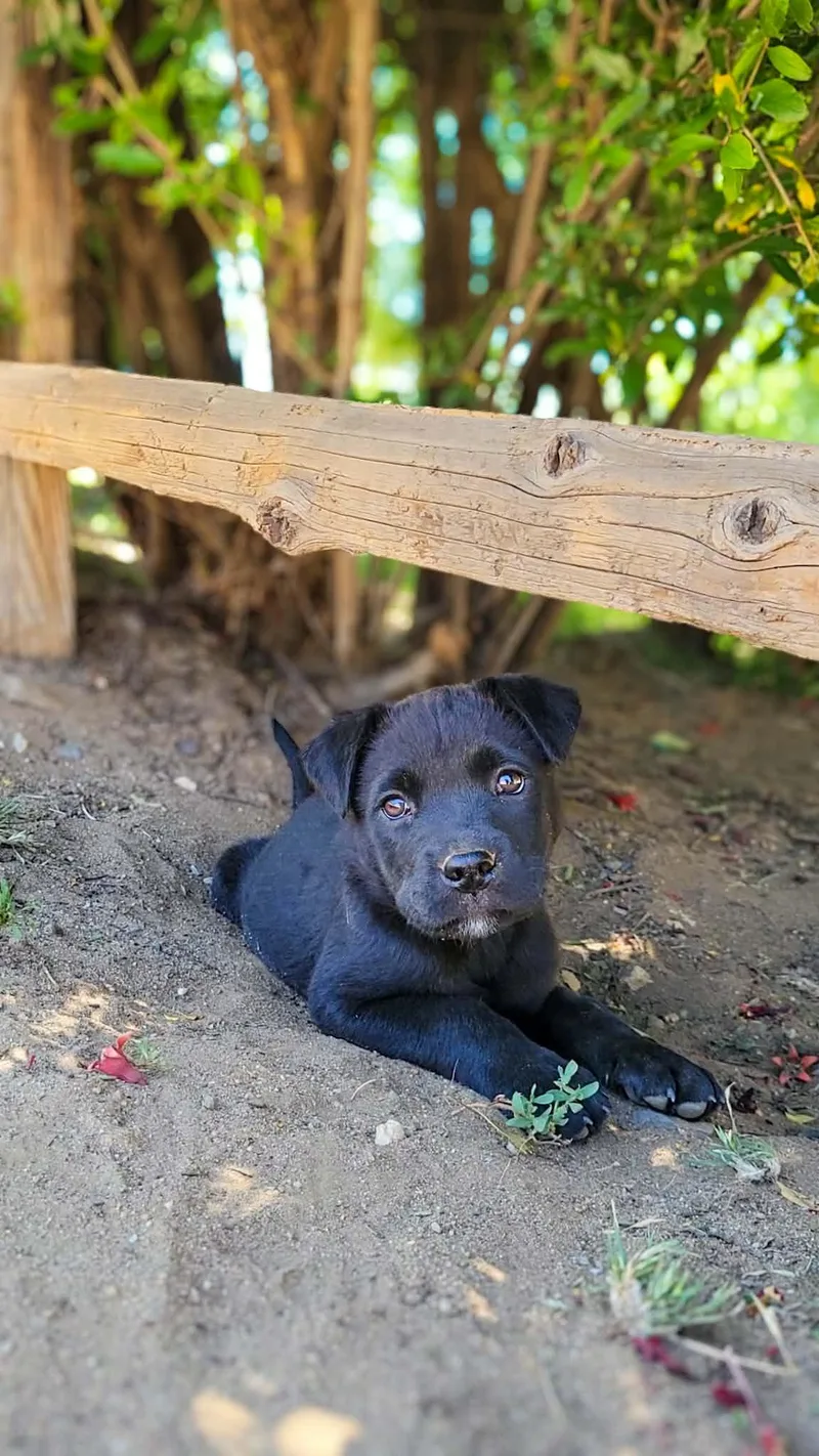 A baby medium-sized male Labrador Retriever dog named Giggles for adoption in Anza, CA