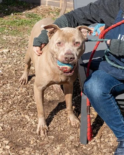 An adult large-sized male Mixed Breed dog named Chimichanga for adoption in Chamblee, GA