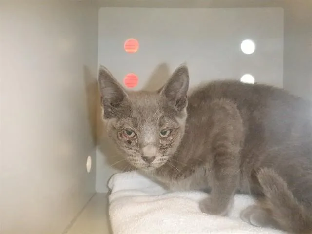 A baby small-sized female Domestic Short Hair cat named Lupe for adoption in San Jose, CA