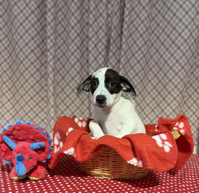 A baby small-sized female Tricolor (Brown, Black, & White) Foxhound dog named Camilla for adoption in Opelousas, LA