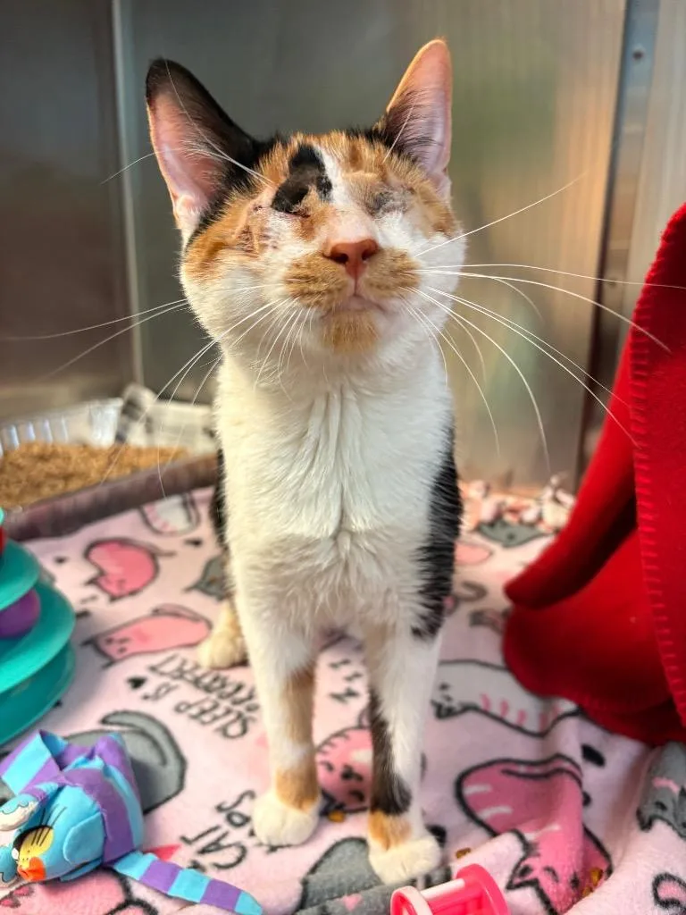 A young large-sized female Domestic Short Hair cat named Marcy Manacotti for adoption in Detroit, MI
