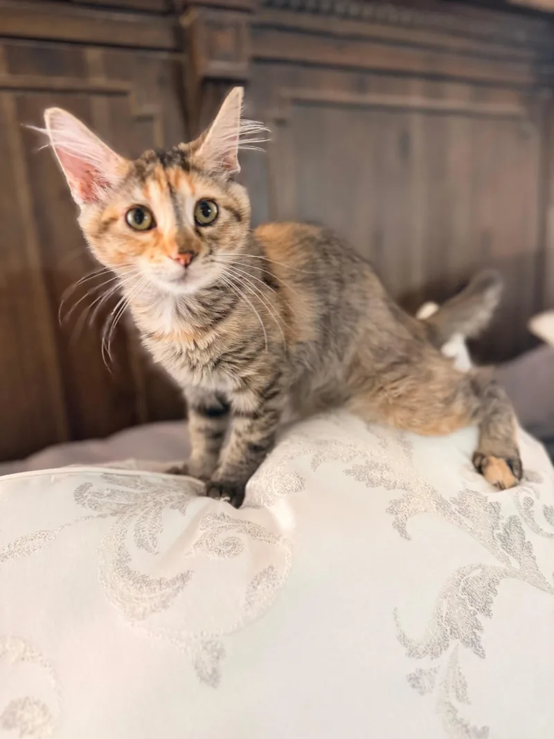 A baby medium-sized female Domestic Short Hair cat named Peaches for adoption in Ephrata, WA