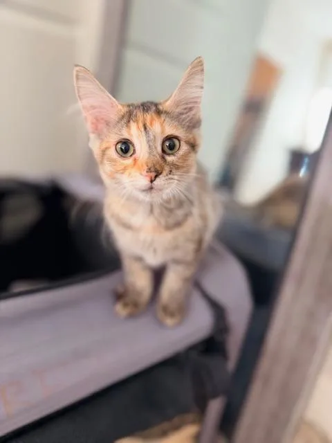 Peaches thumbnail 2