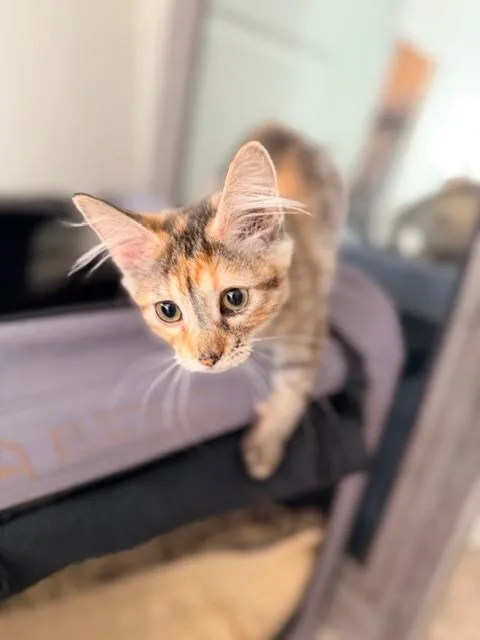Peaches thumbnail 3
