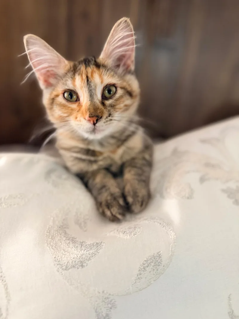 Peaches thumbnail 4