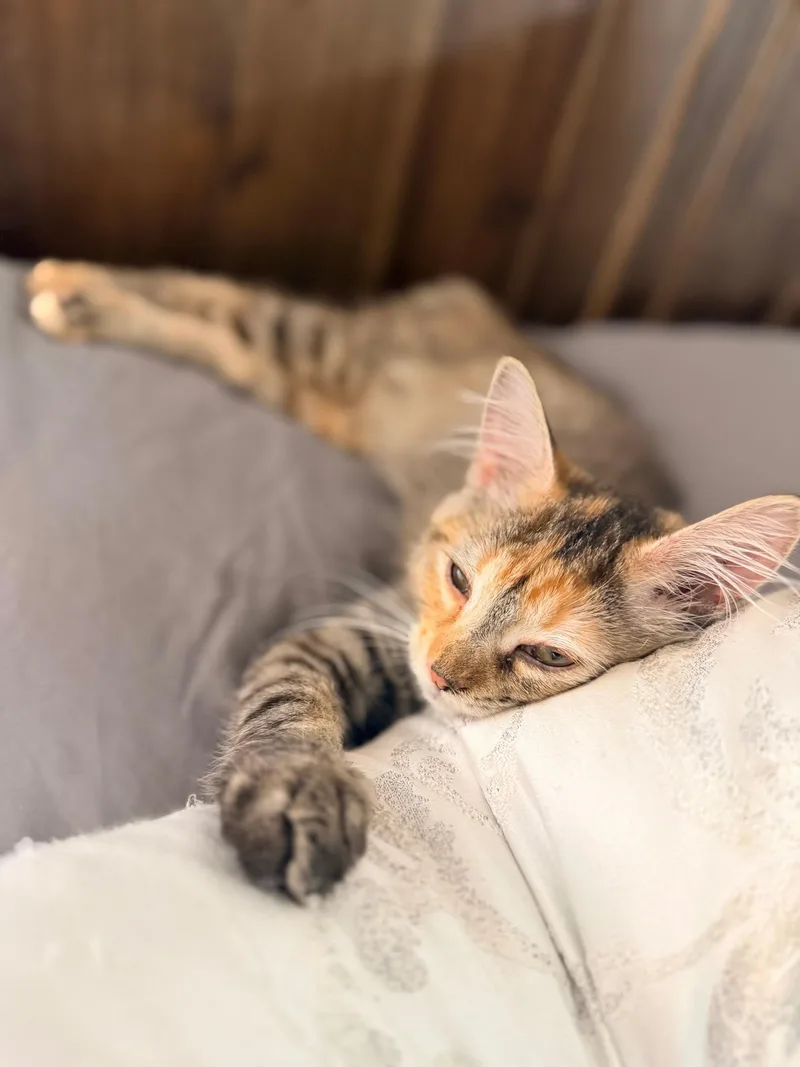 Peaches thumbnail 5