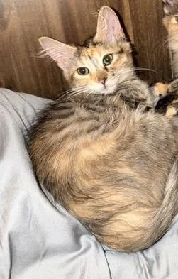 Peaches thumbnail 6