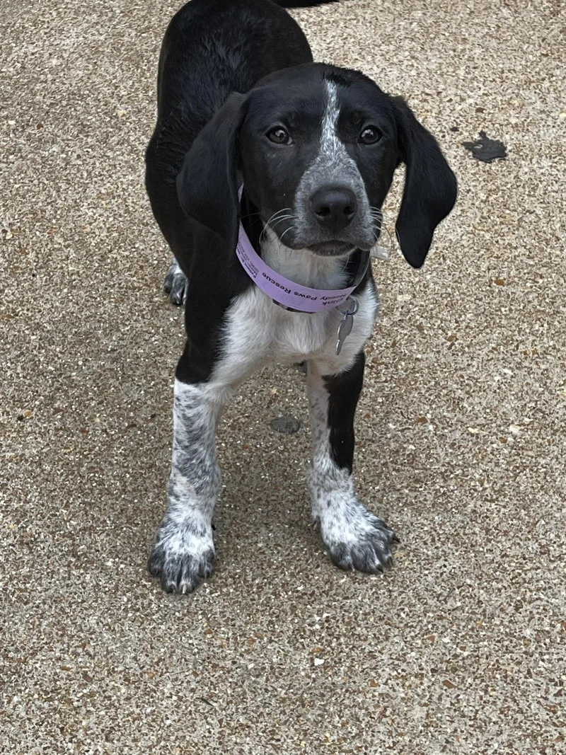 A baby medium-sized male Beagle dog named Dink for adoption in St. Louis, MO