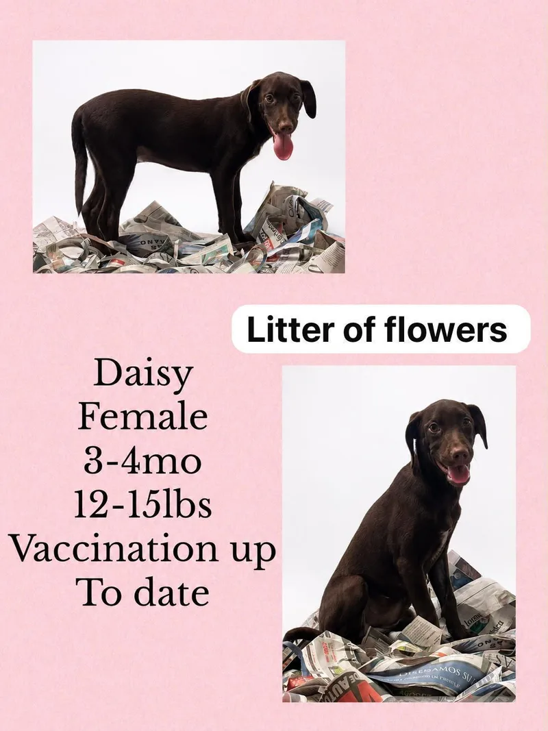 A young medium-sized female Whippet dog named Daisy for adoption in Virginia Beach, VA