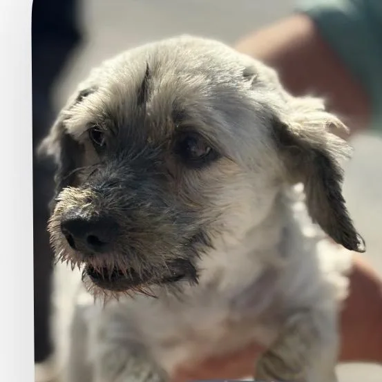 A senior small-sized female Gray / Blue / Silver Havanese dog named Bubbles for adoption in Normal, IL