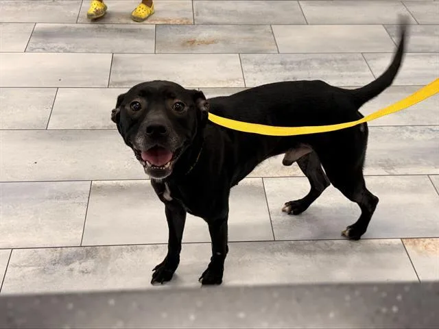An adult medium-sized male Mixed Breed dog named Joshua for adoption in Charlotte, NC