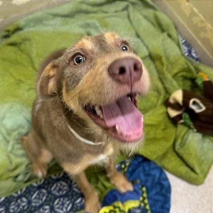 A young medium-sized female Yellow / Tan / Blond / Fawn Wirehaired Terrier dog named Dakota for adoption in Wilmington, DE